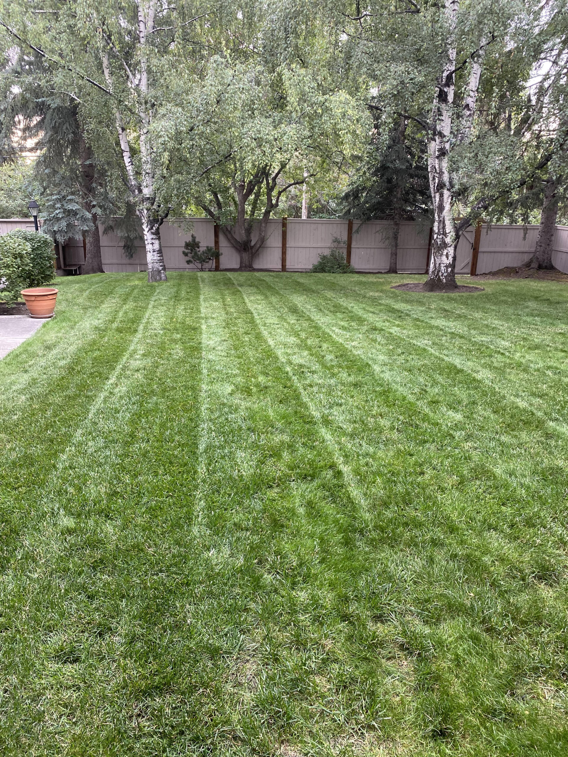 A freshly cut lawn